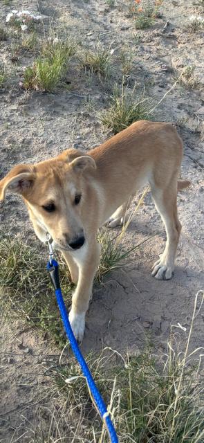 Nash, a Adopted mixed breed in Midway, UT image 2/3