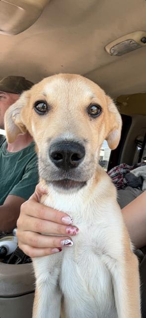 Nash, a Adopted mixed breed in Midway, UT image 3/3