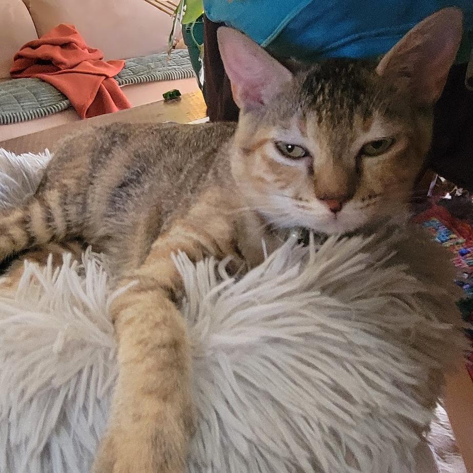 Perfect in Pink, Adoptable, Young Female Domestic Short Hair.