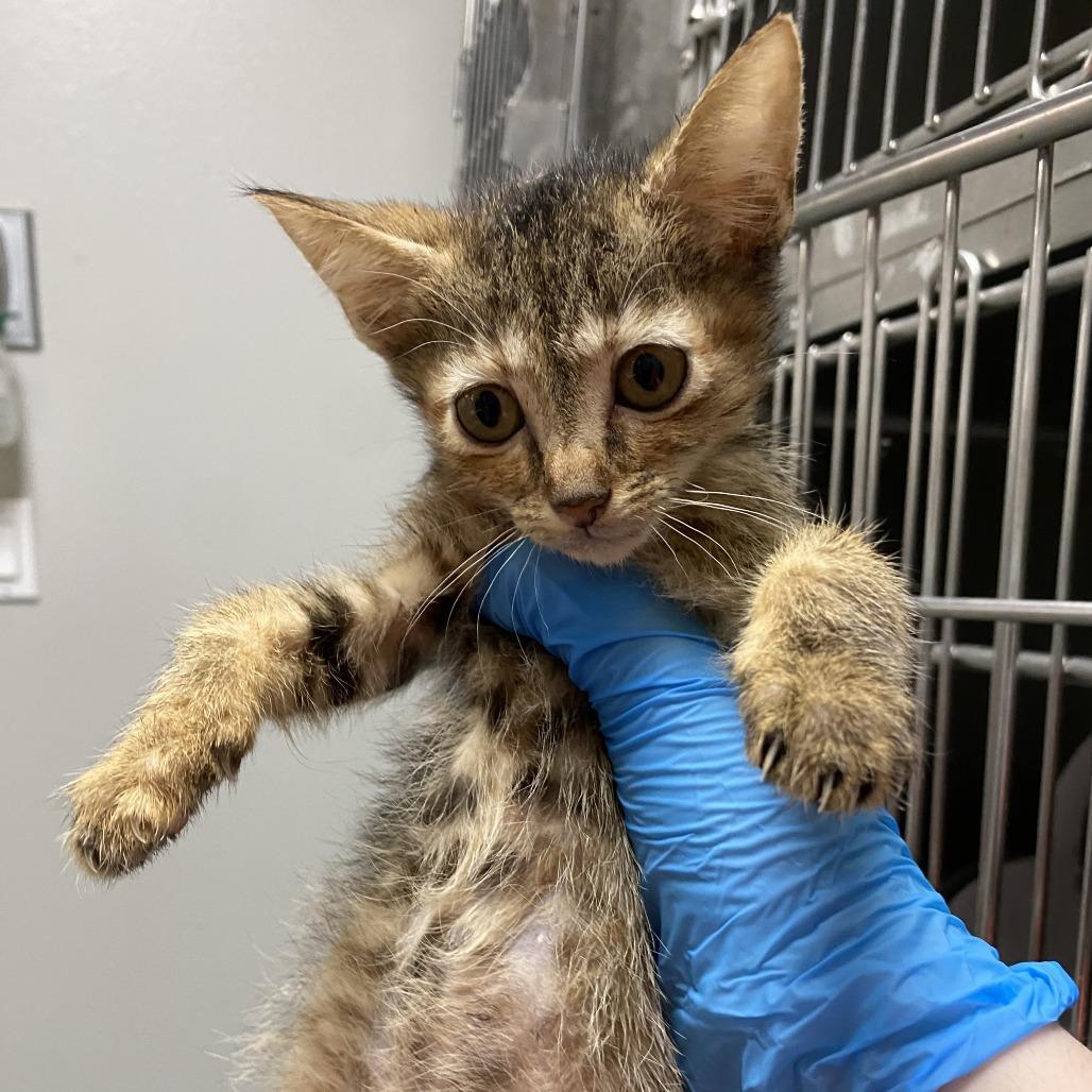 Perfect in Pink, a Adoptable Domestic Short Hair in Westminster, CA image 2/5