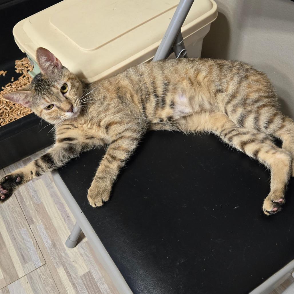 Perfect in Pink, a Adoptable Domestic Short Hair in Westminster, CA image 3/5