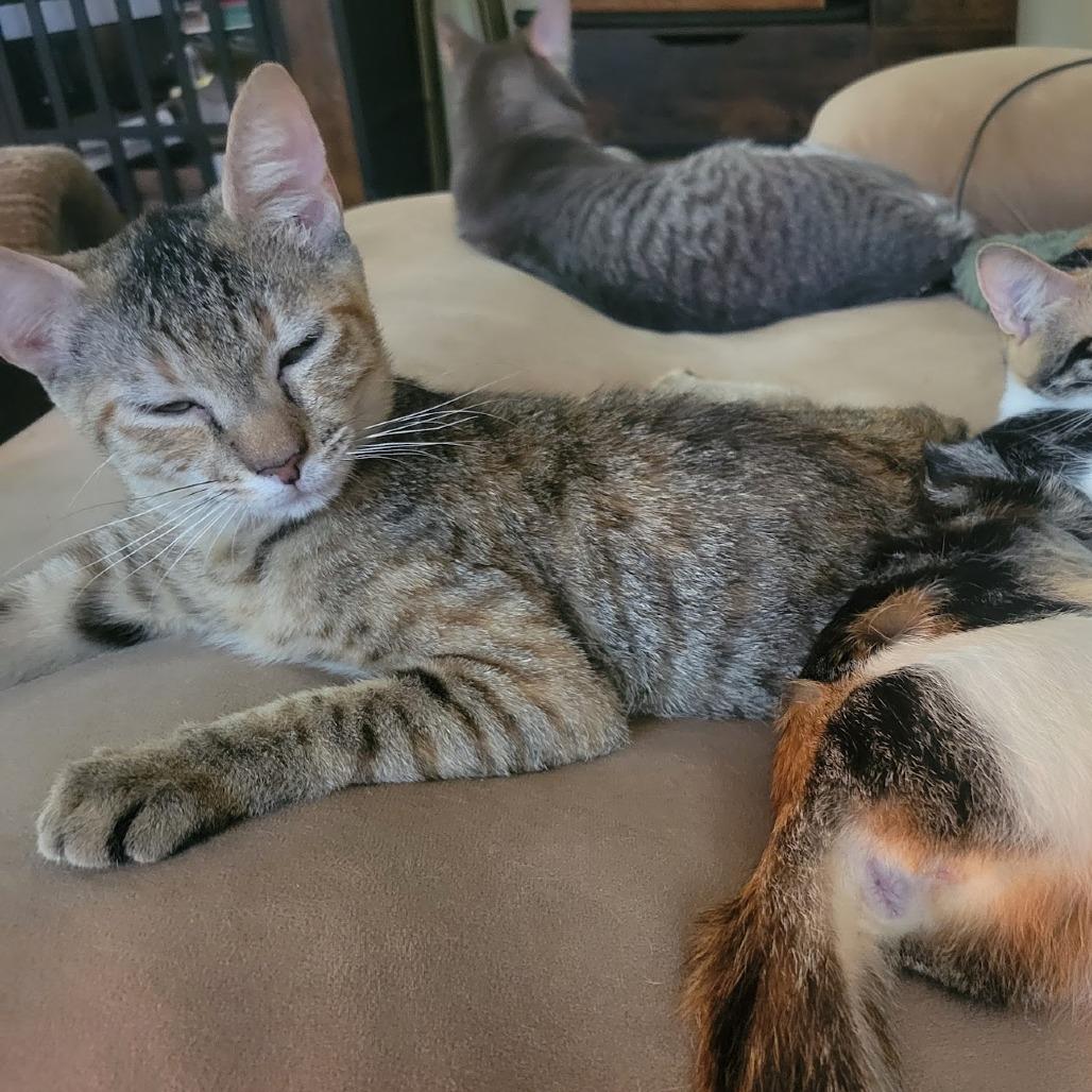 Perfect in Pink, a Adoptable Domestic Short Hair in Westminster, CA image 4/5