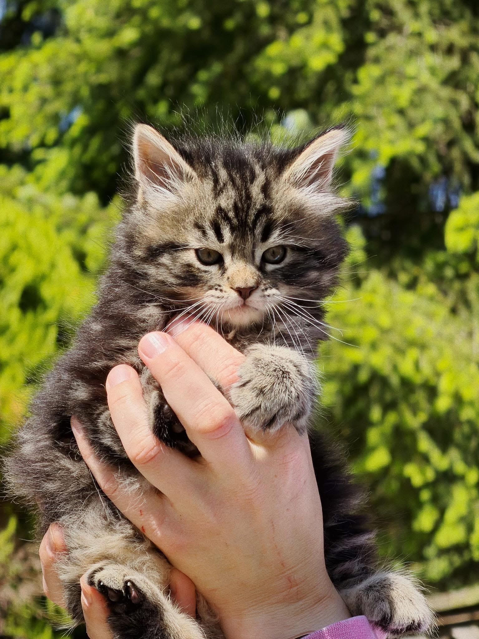 Enlarge Lucky, an adopted mixed breed in Roberts Creek, BC image 3/4