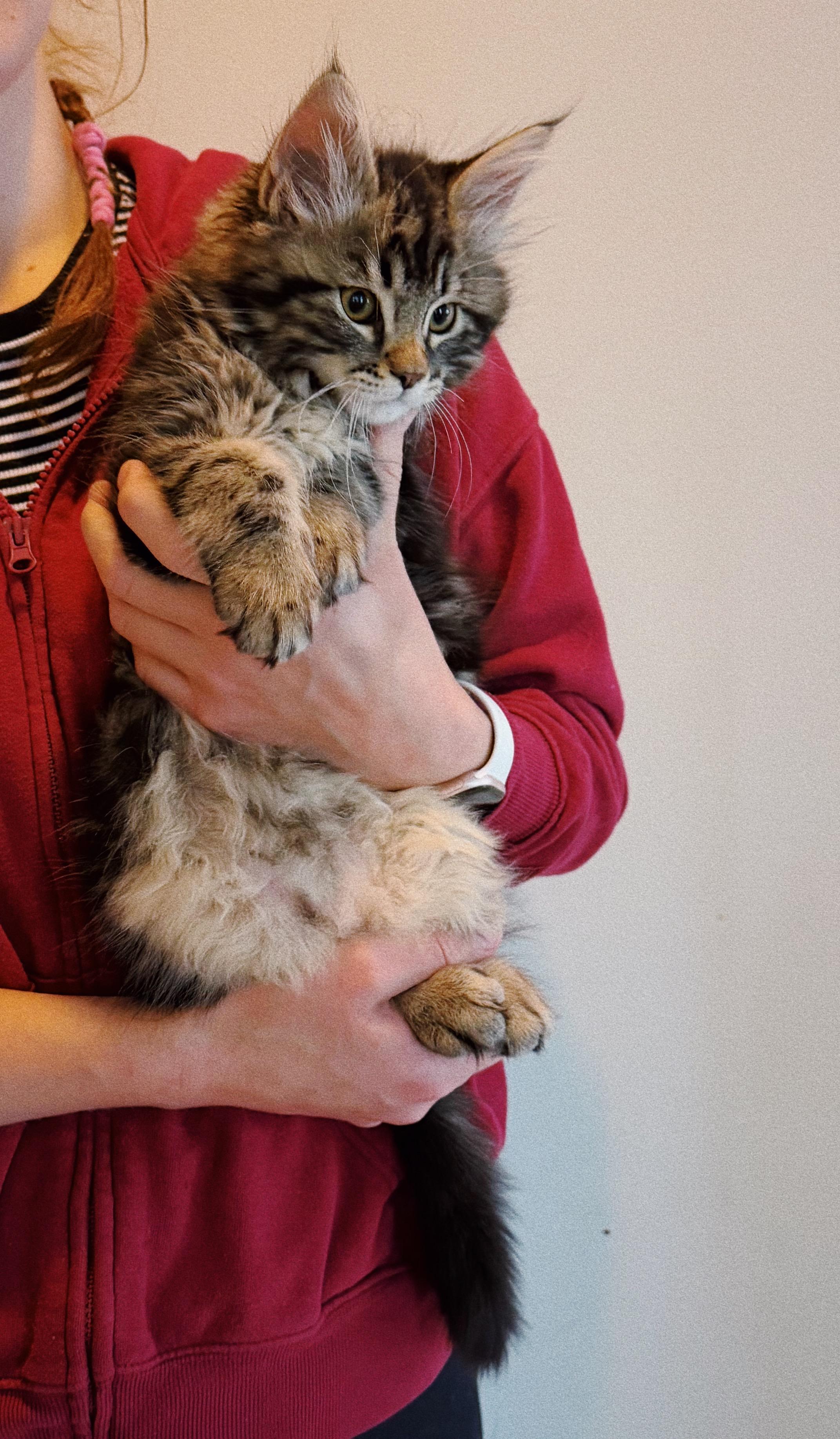 Lucky, adopted, Kitten Male Domestic Long Hair & Maine Coon.