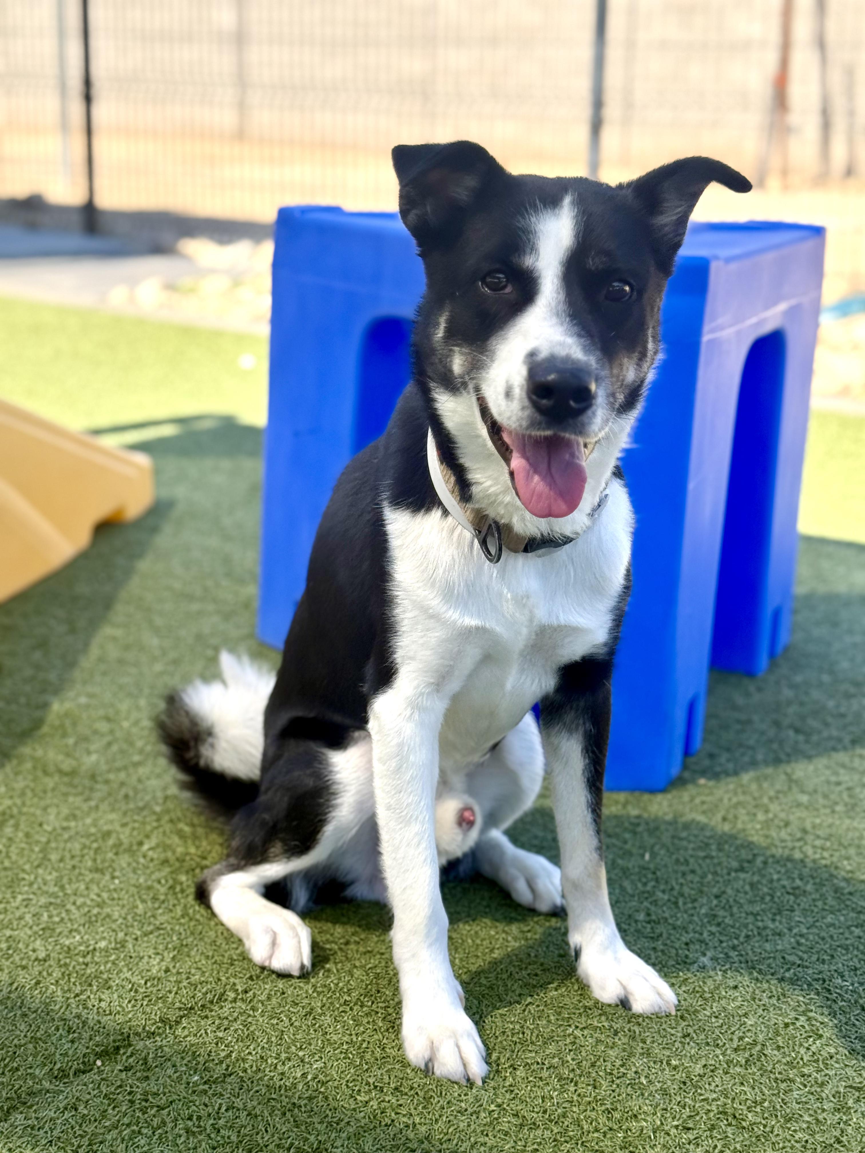 Rex, Adoptable, Young Male Australian Cattle Dog / Blue Heeler & Siberian Husky.