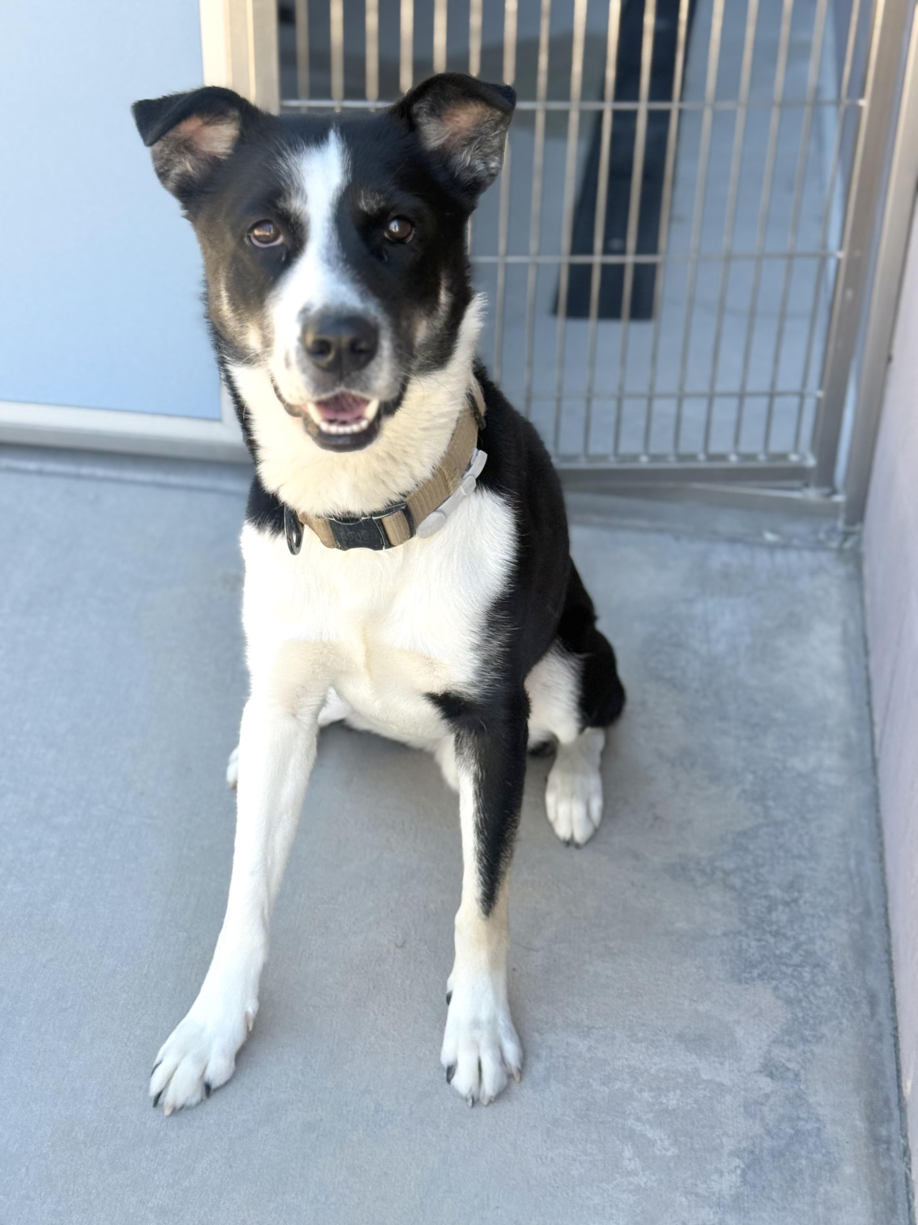 Rex, a Adoptable mixed breed in Scottsdale, AZ image 2/5