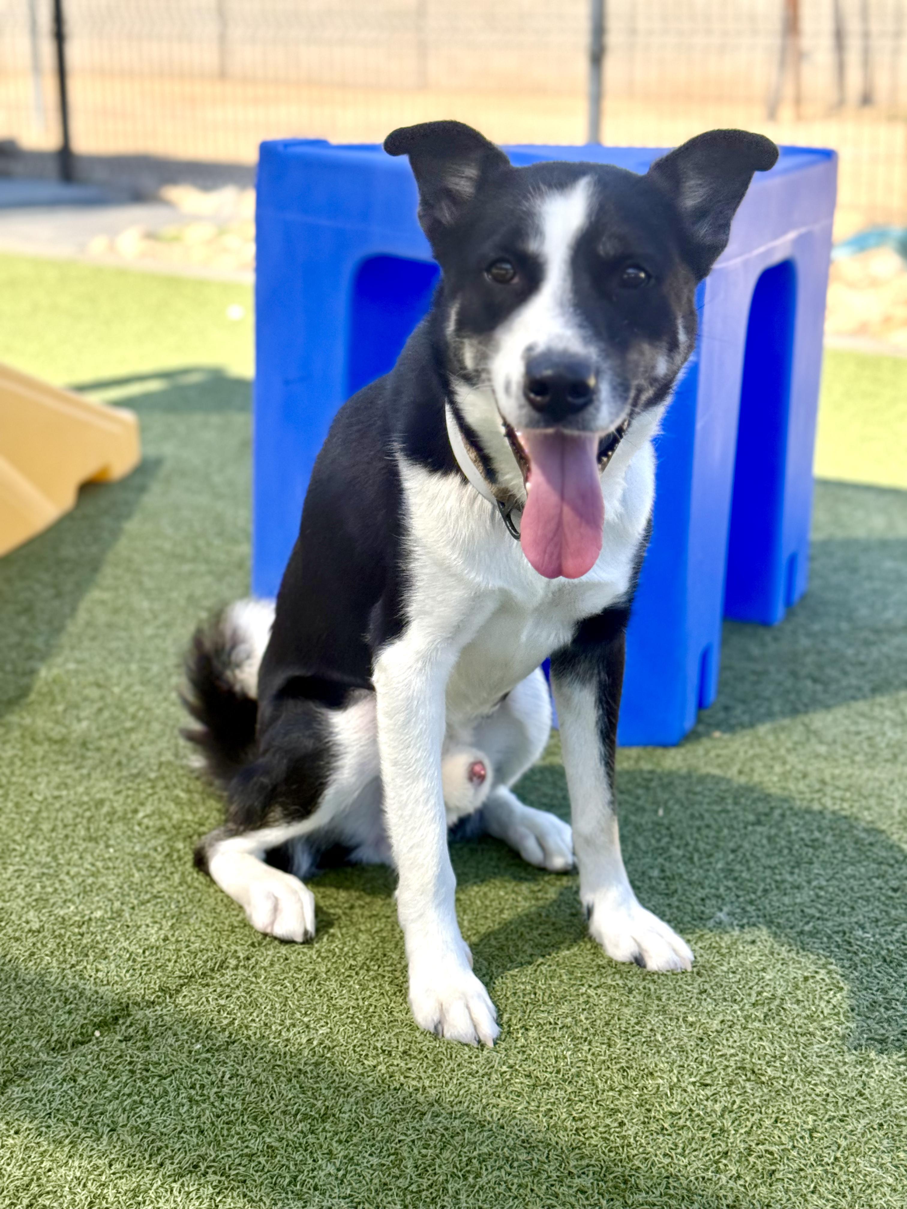 Rex, a Adoptable mixed breed in Scottsdale, AZ image 5/5