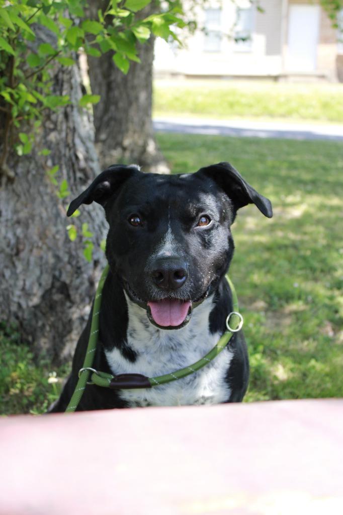 Brutis, Adoptable, Adult Male Mixed Breed.