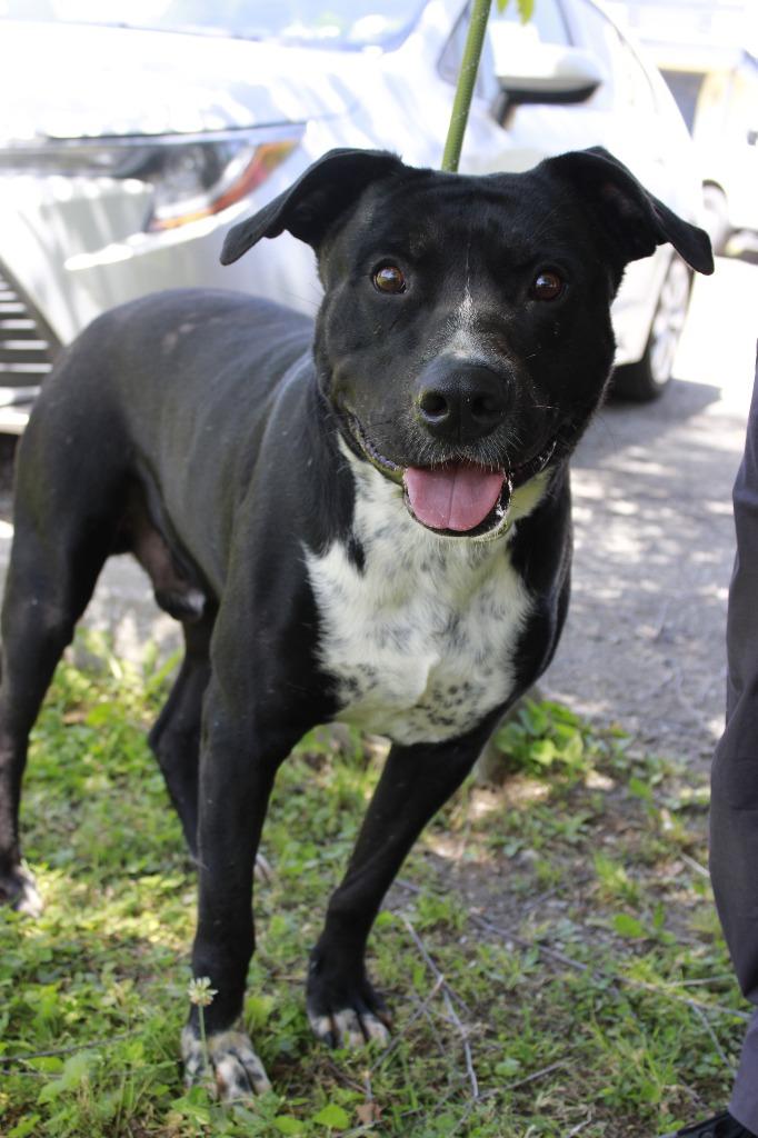 Enlarge Brutis, a Adoptable mixed breed in Dyersburg, TN image 2/3