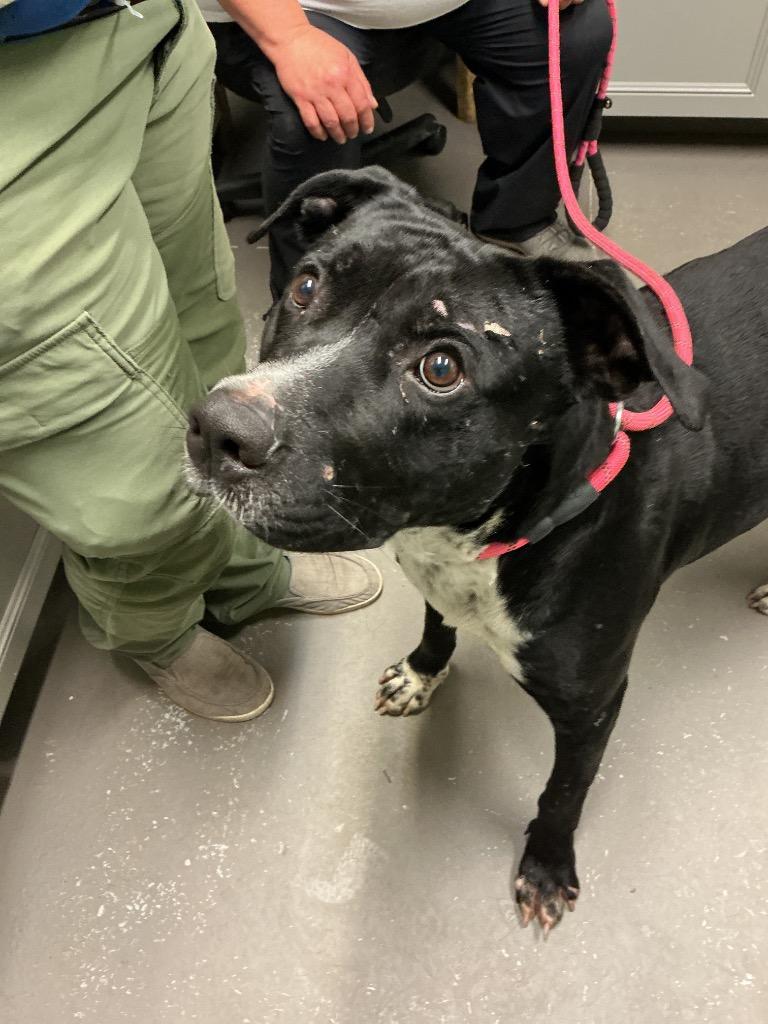 Brutis, Adoptable, Adult Male Mixed Breed.