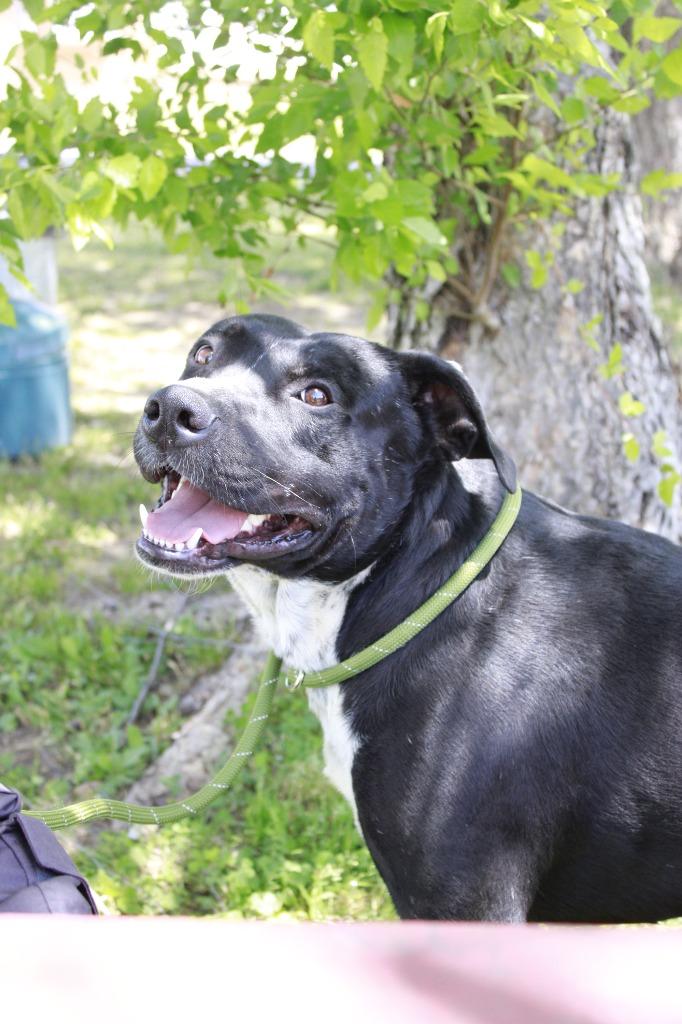Enlarge Brutis, a Adoptable mixed breed in Dyersburg, TN image 3/3