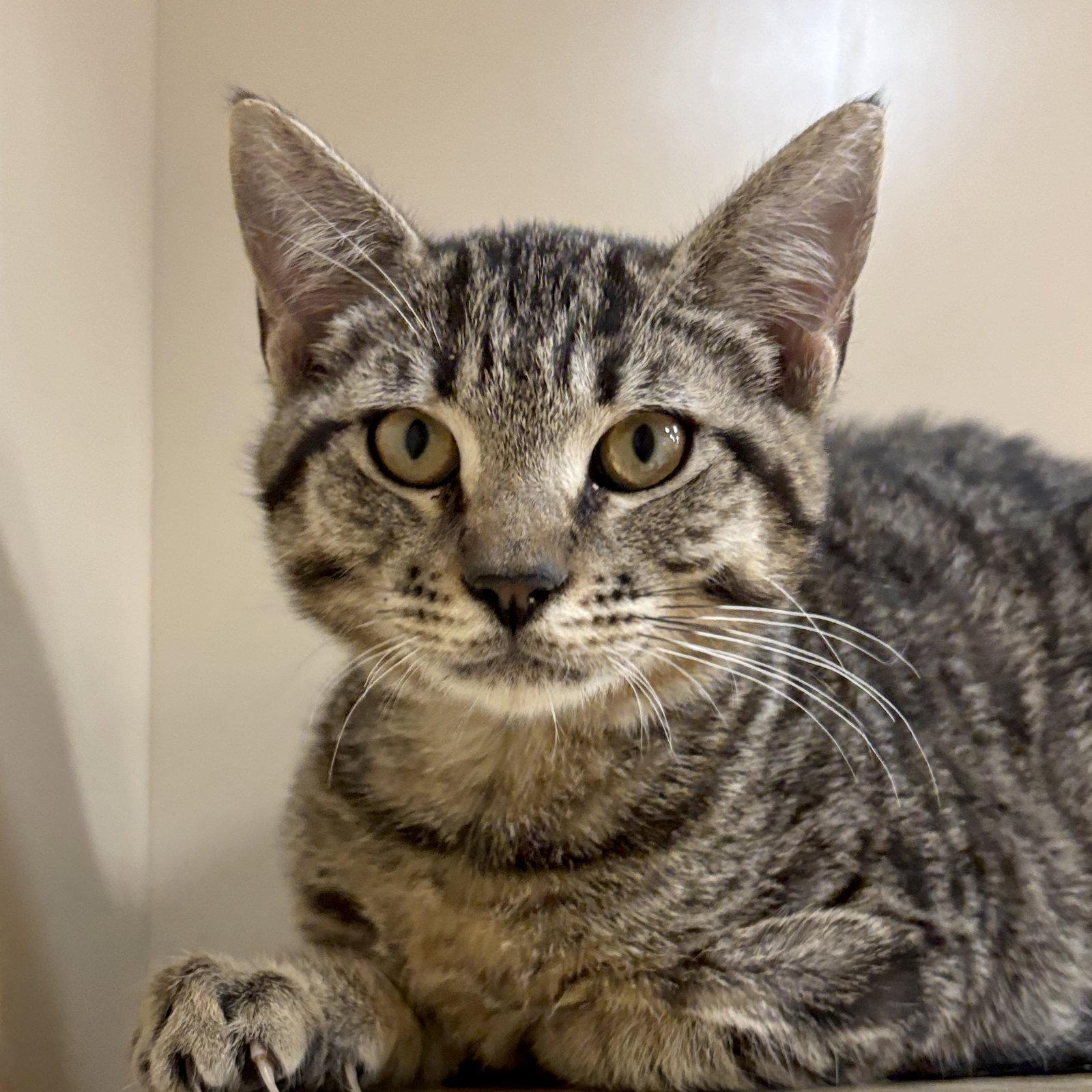 Grant, Adoptable, Young Male Domestic Short Hair.