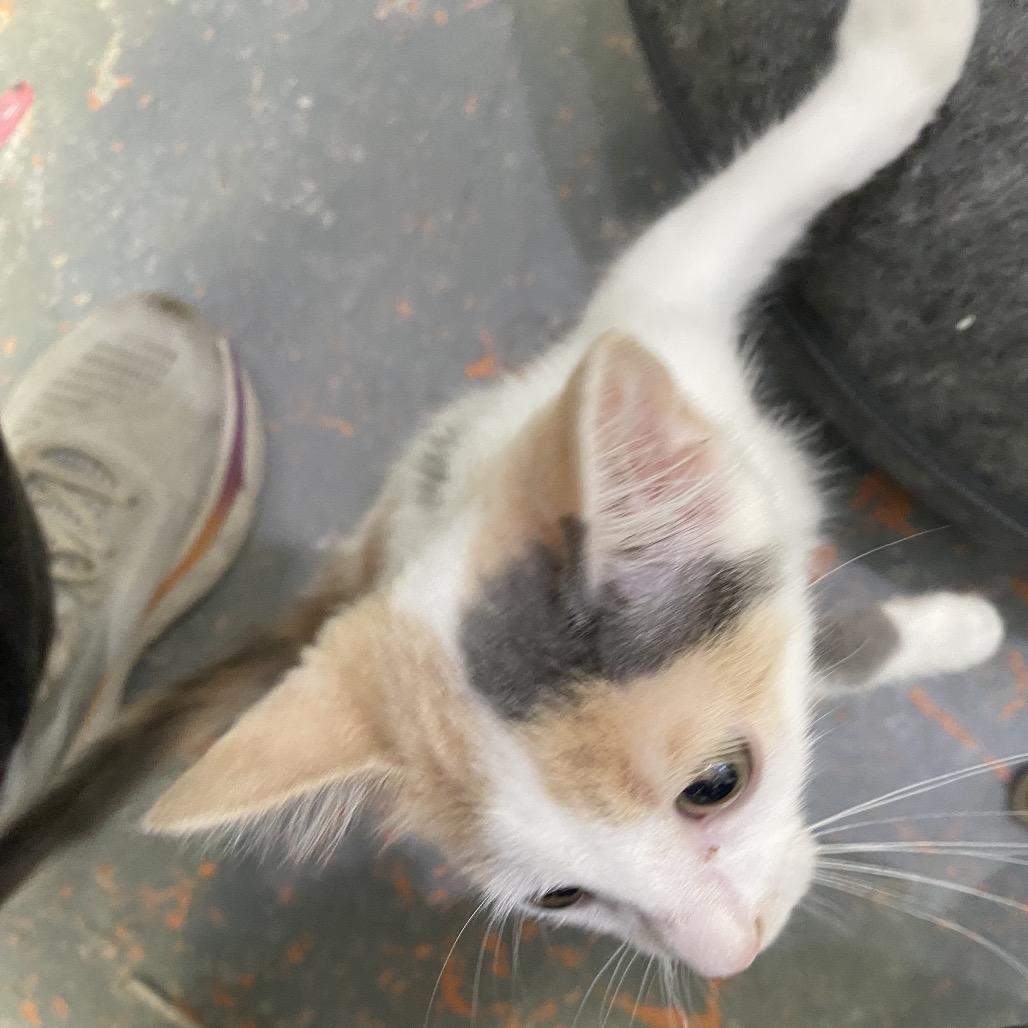 Ophelia, Adoptable, Young Female American Shorthair.