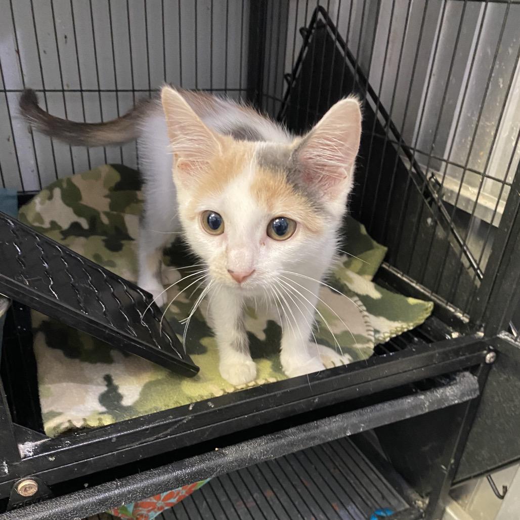 Enlarge Ophelia, a Adoptable American Shorthair in New Orleans, LA image 2/2