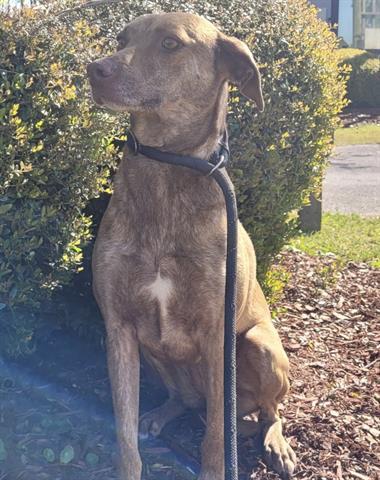 Enlarge TIGGER, a Adoptable mixed breed in Panama City, FL image 1/1