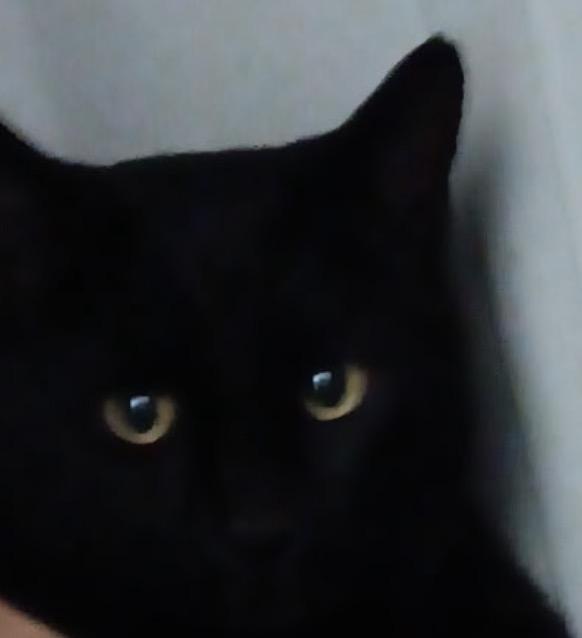 Enlarge Jasper, a ADOPTABLE American Shorthair in Cary, NC image 1/2