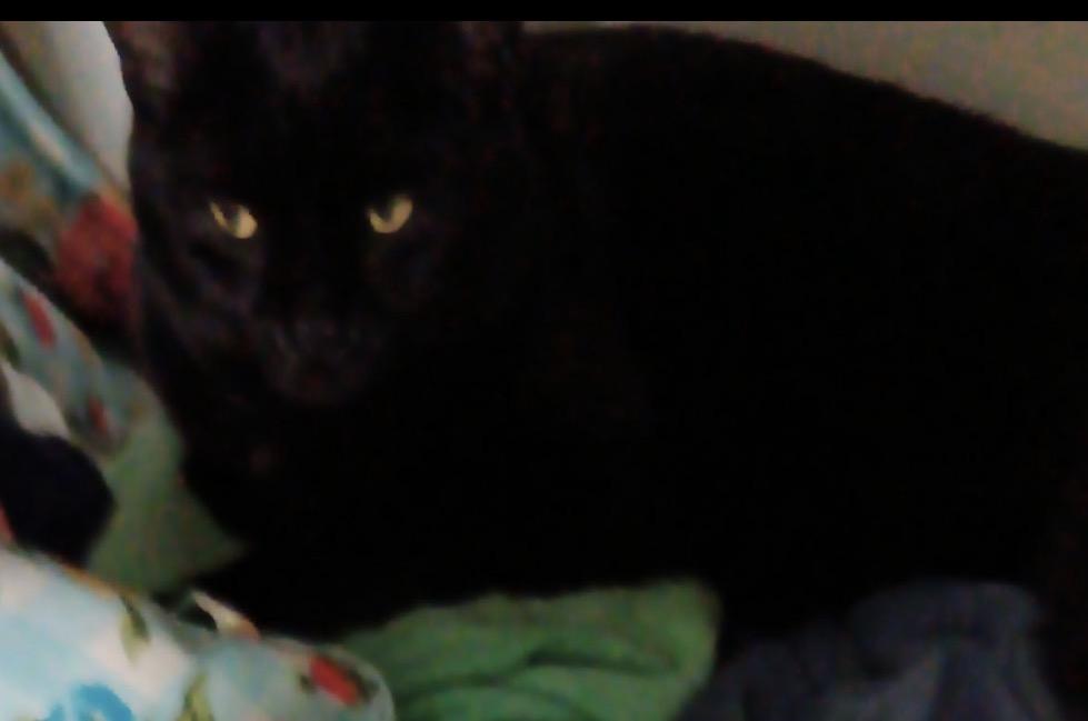 Enlarge Jasper, a ADOPTABLE American Shorthair in Cary, NC image 2/2