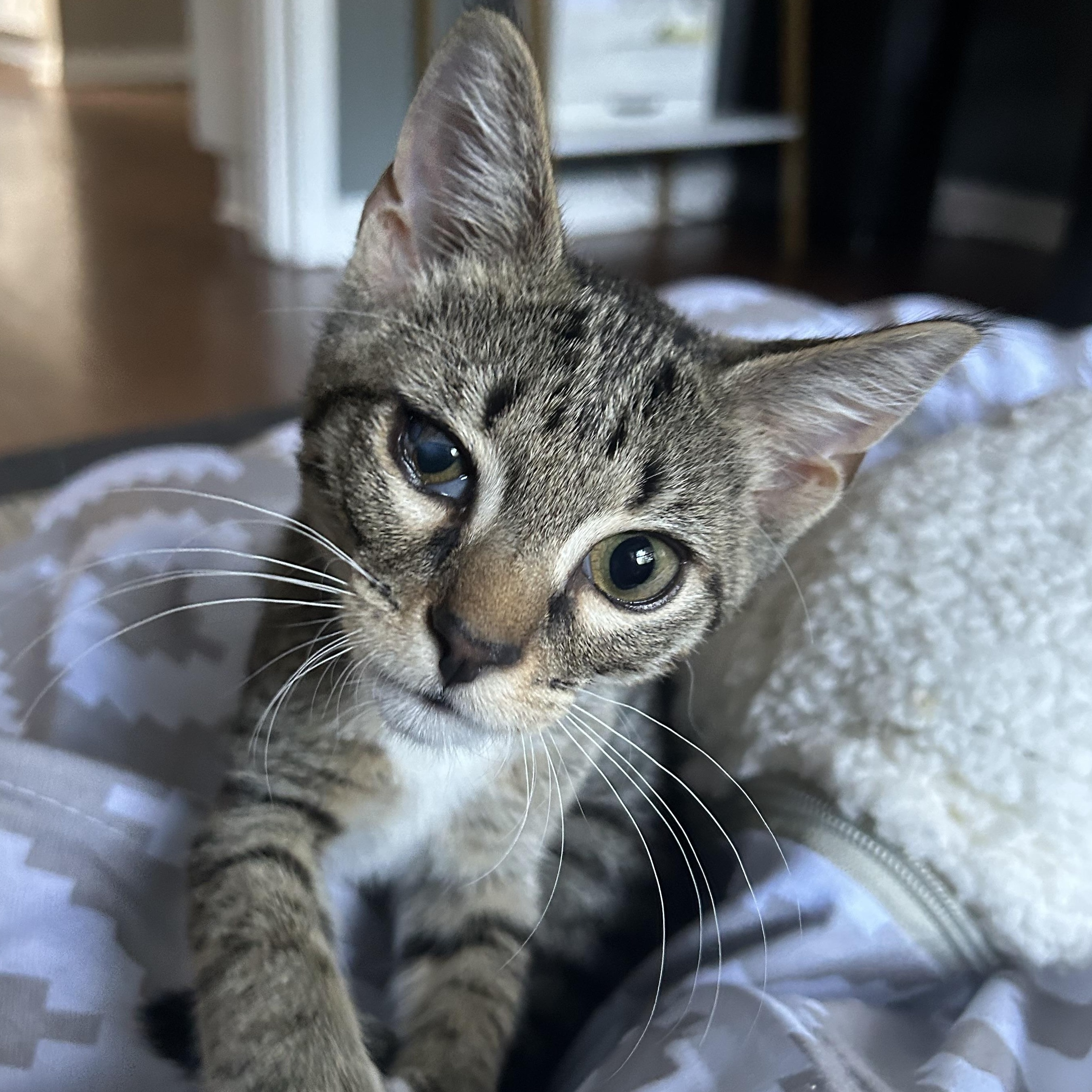 Mr Momo was found with his sister struggling to survive outdoors and without a mama He has been nur