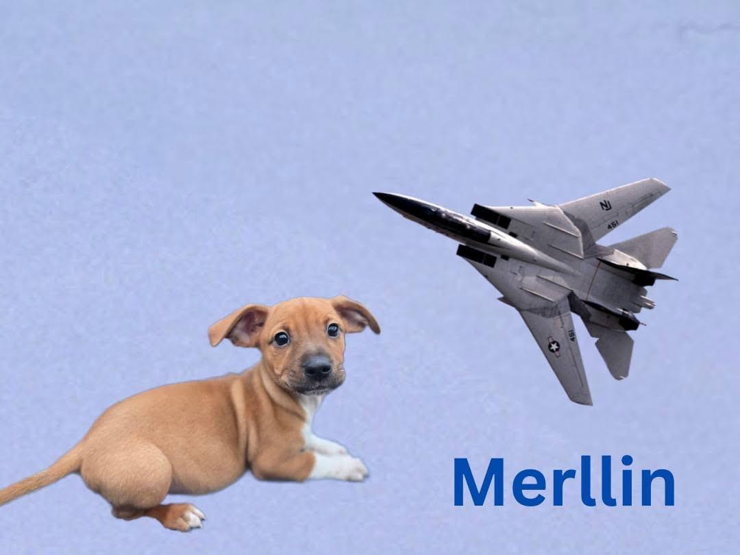 Merllin, adopted, Puppy Male Mixed Breed.