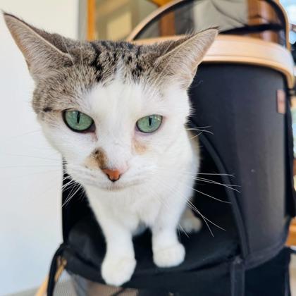 Enlarge Shasta, a Adoptable mixed breed in Traverse City, MI image 1/3
