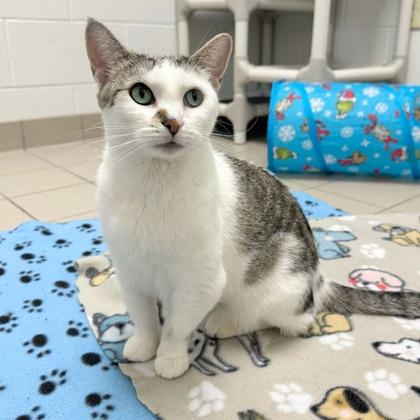 Shasta, a Adoptable mixed breed in Traverse City, MI image 1/3