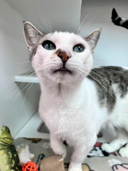 Shasta, a Adoptable mixed breed in Traverse City, MI image 2/3