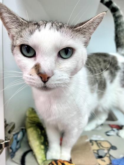 Shasta, a Adoptable mixed breed in Traverse City, MI image 3/3