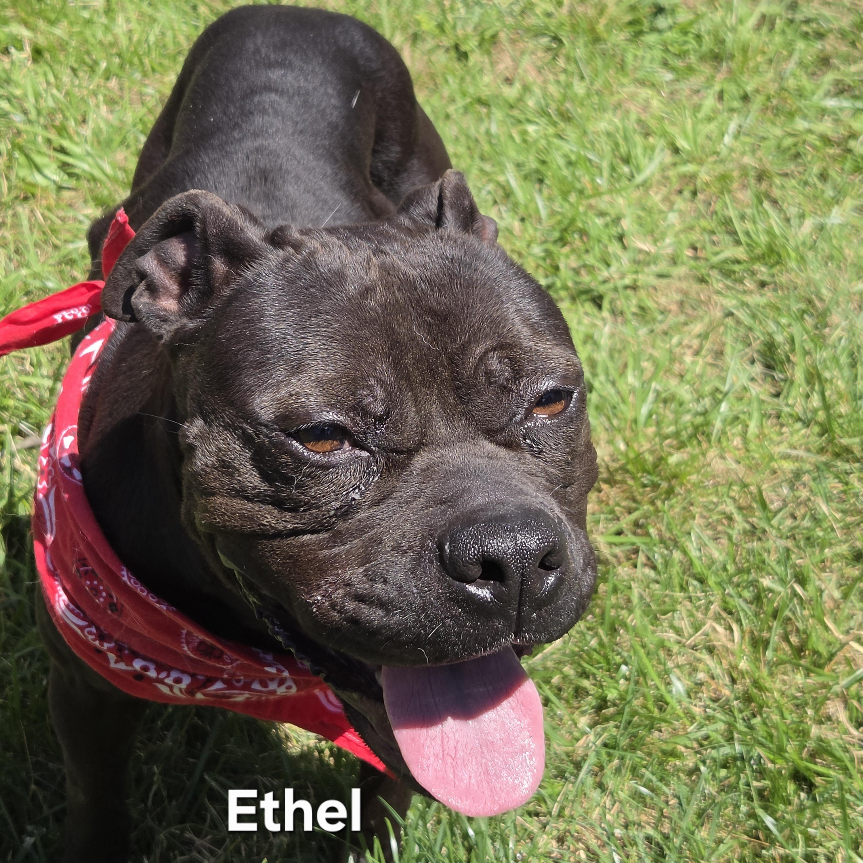 Enlarge Ethel, a ADOPTABLE mixed breed in Medina, OH image 2/3