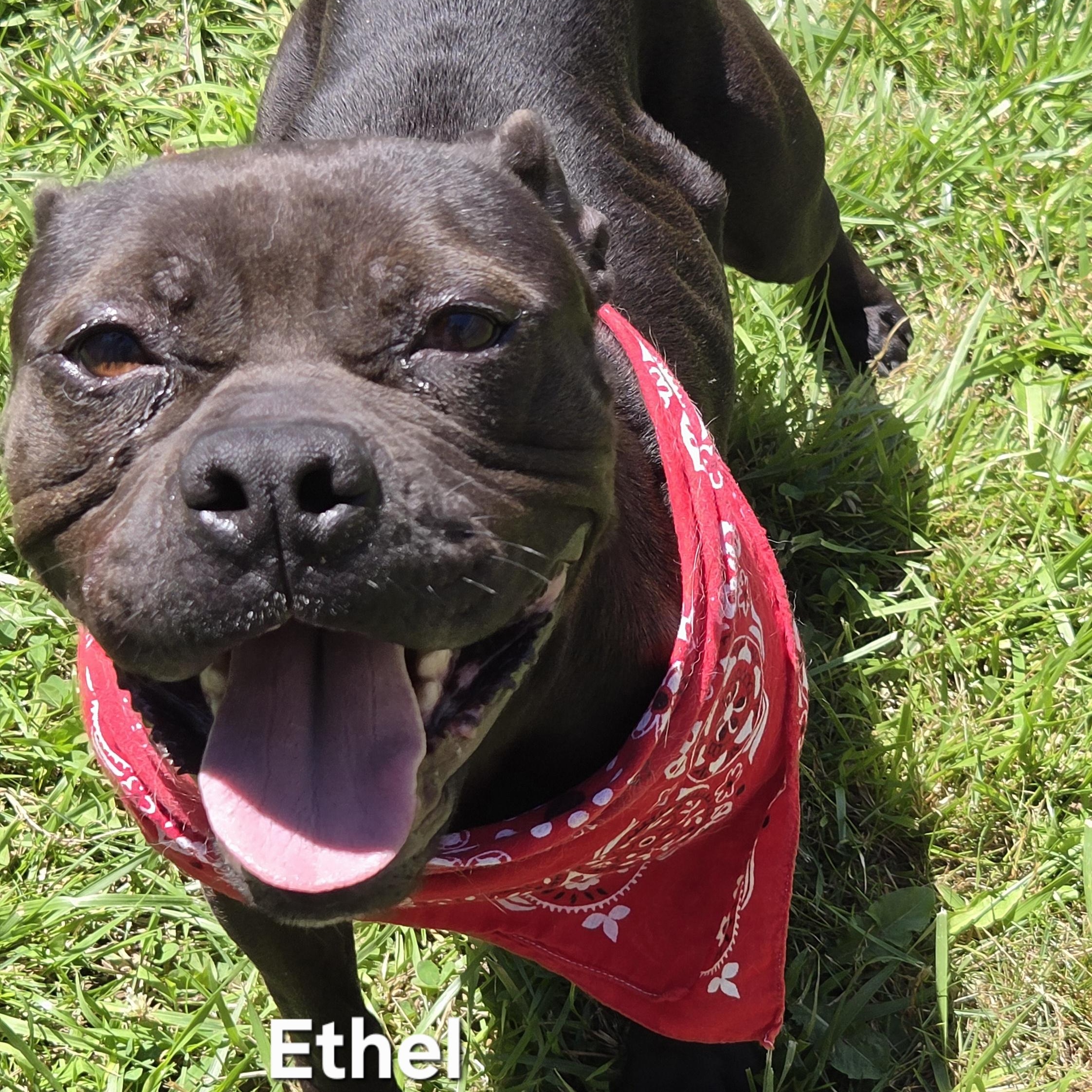 Ethel, ADOPTABLE, Adult Female Pug & French Bulldog.