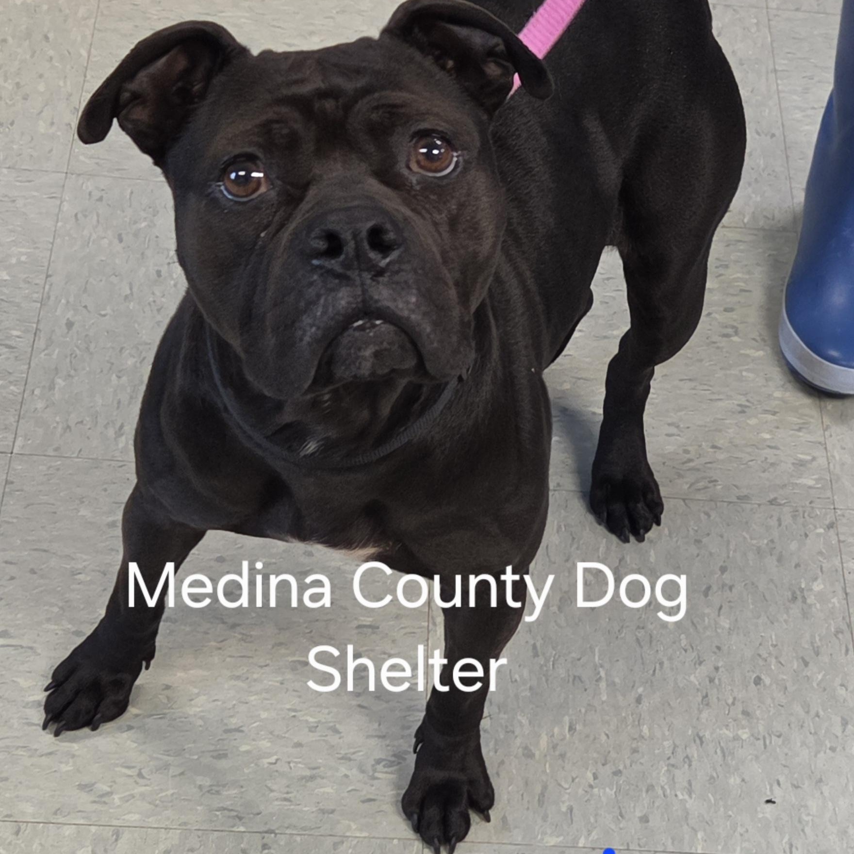 Ethel, ADOPTABLE, Adult Female Pit Bull Terrier.