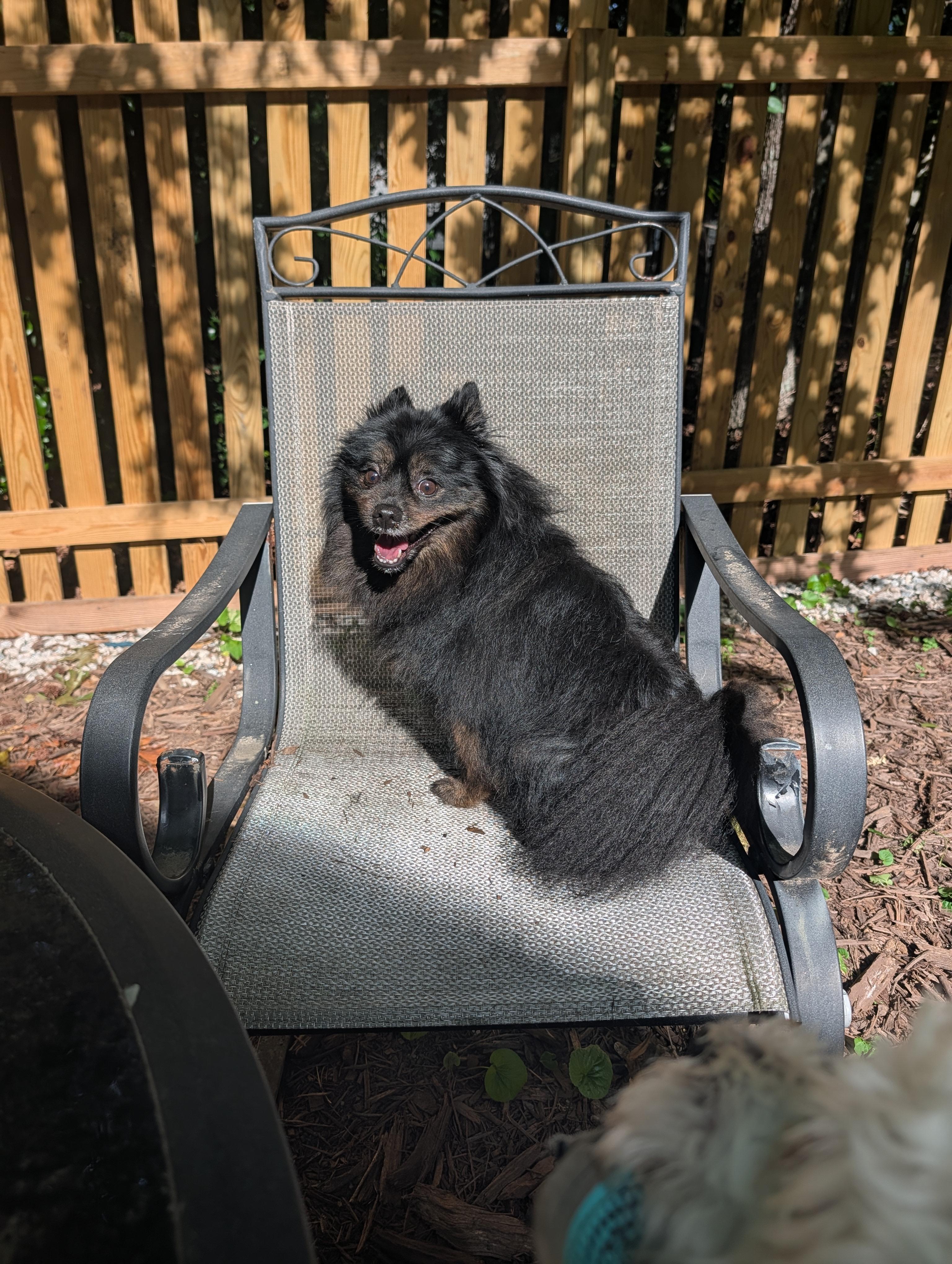 Guinness, a ADOPTABLE Pomeranian in Richmond, VA image 3/6