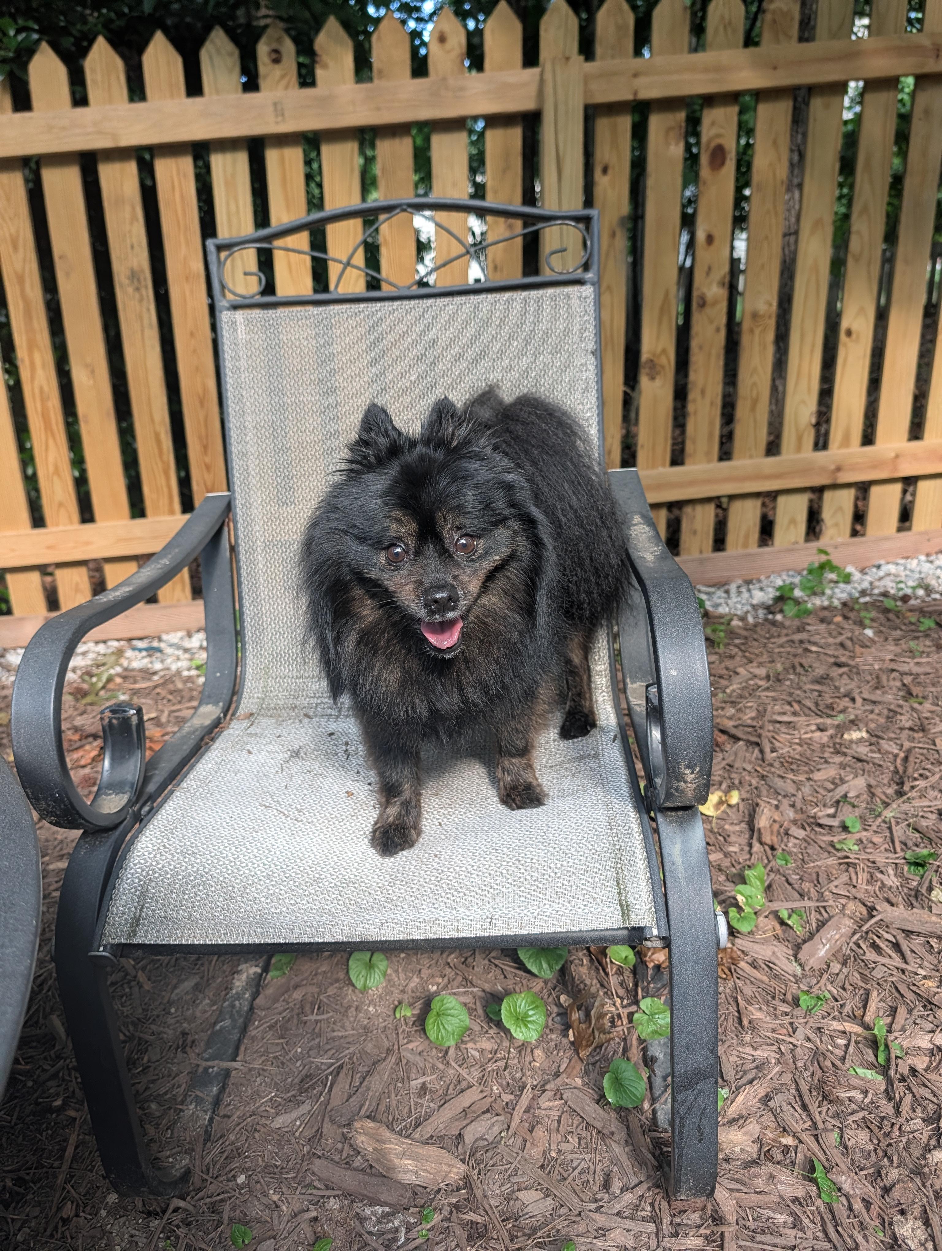Guinness, a ADOPTABLE Pomeranian in Richmond, VA image 2/6