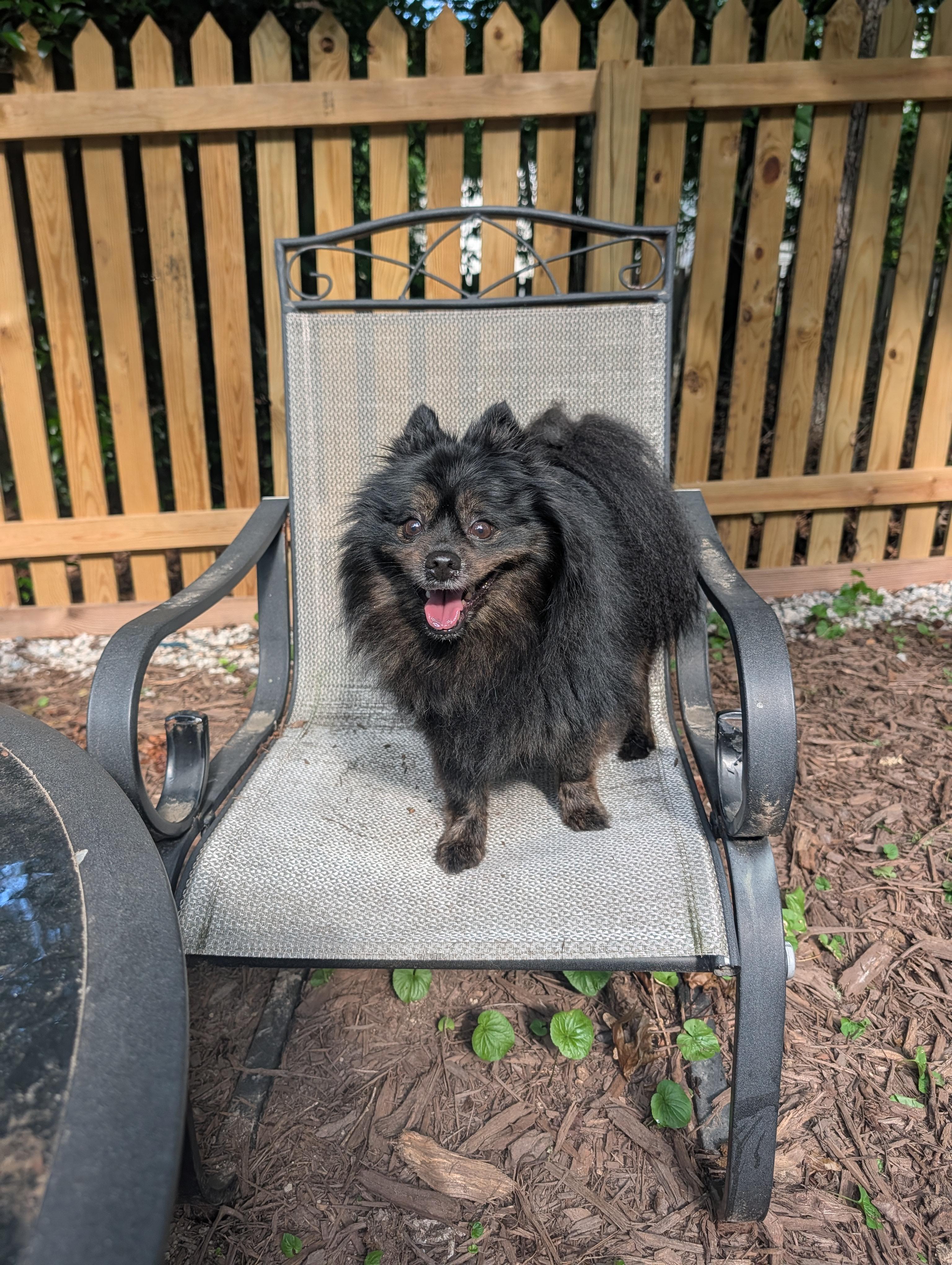Guinness, a ADOPTABLE Pomeranian in Richmond, VA image 4/6