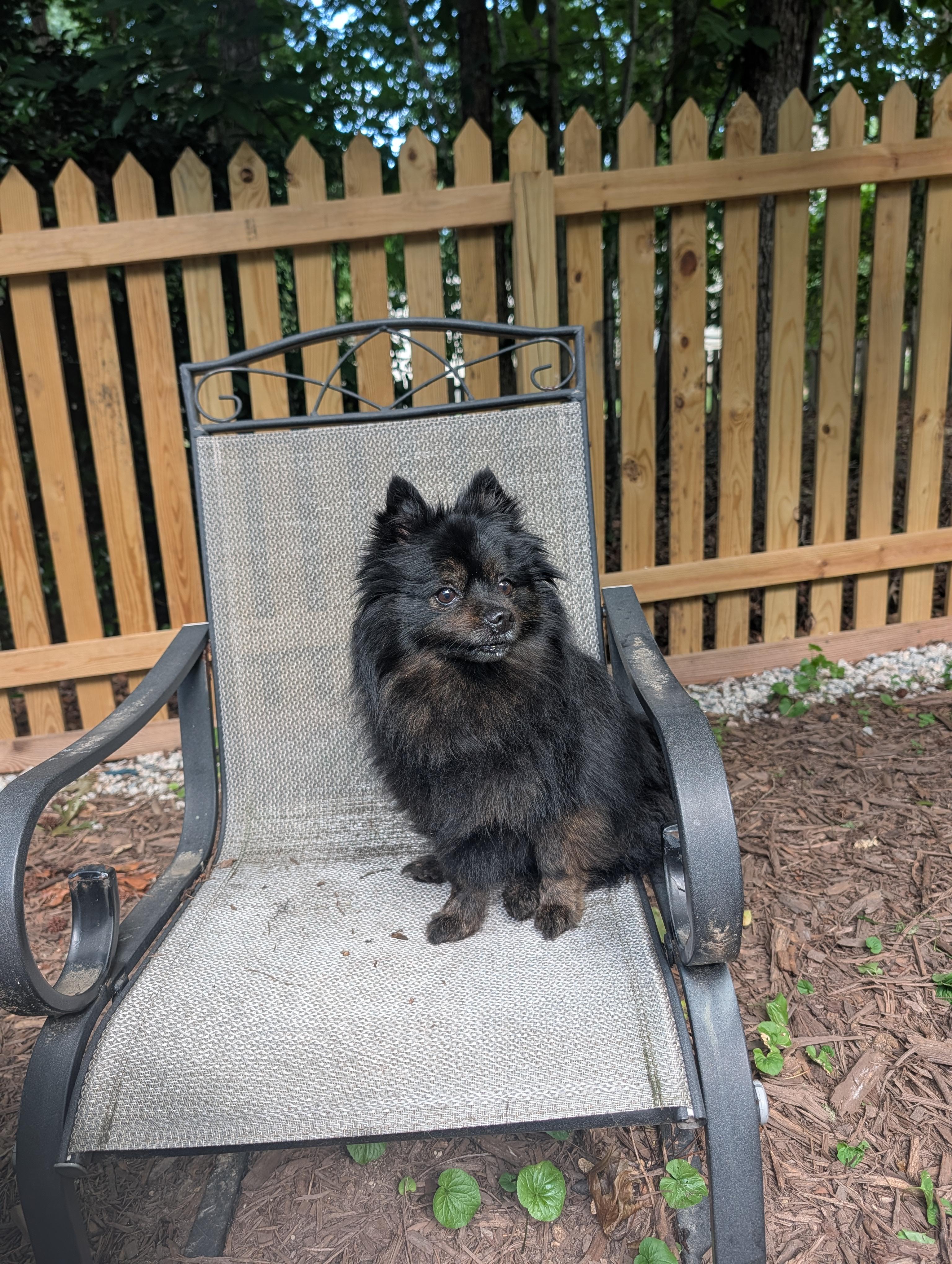 Guinness, a ADOPTABLE Pomeranian in Richmond, VA image 6/6