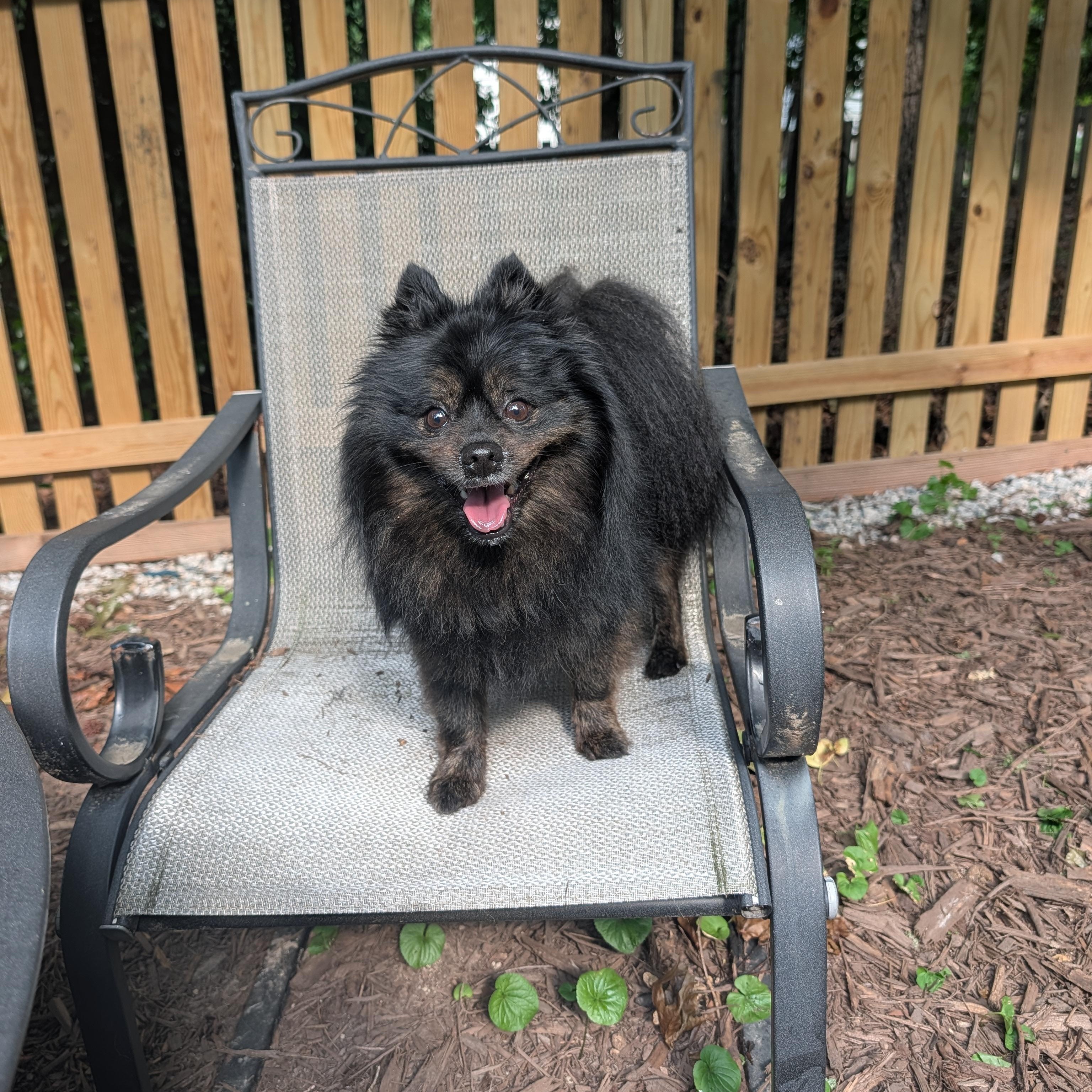 Guinness, a ADOPTABLE Pomeranian in Richmond, VA image 1/6