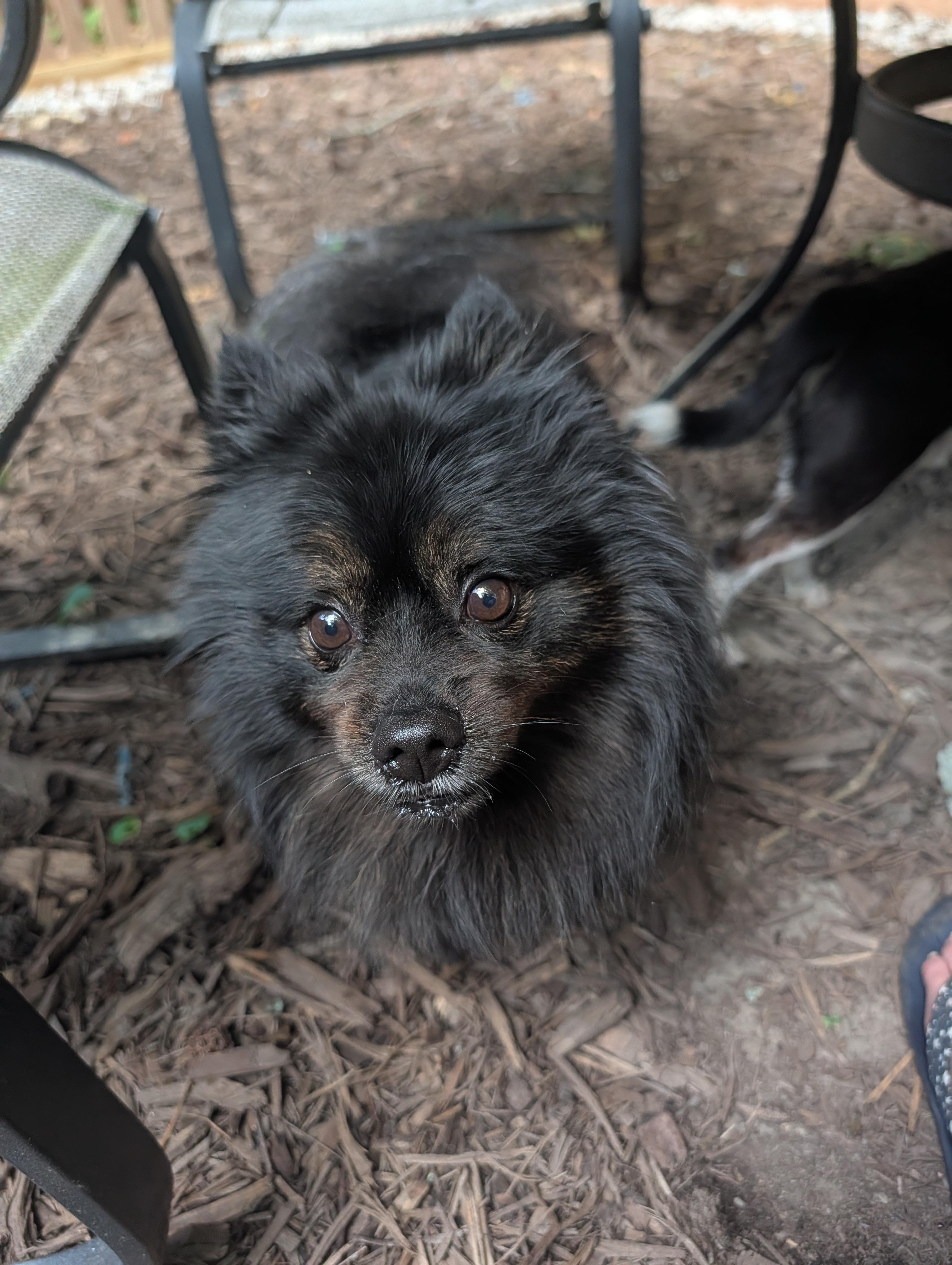 Guinness, a ADOPTABLE Pomeranian in Richmond, VA image 5/6