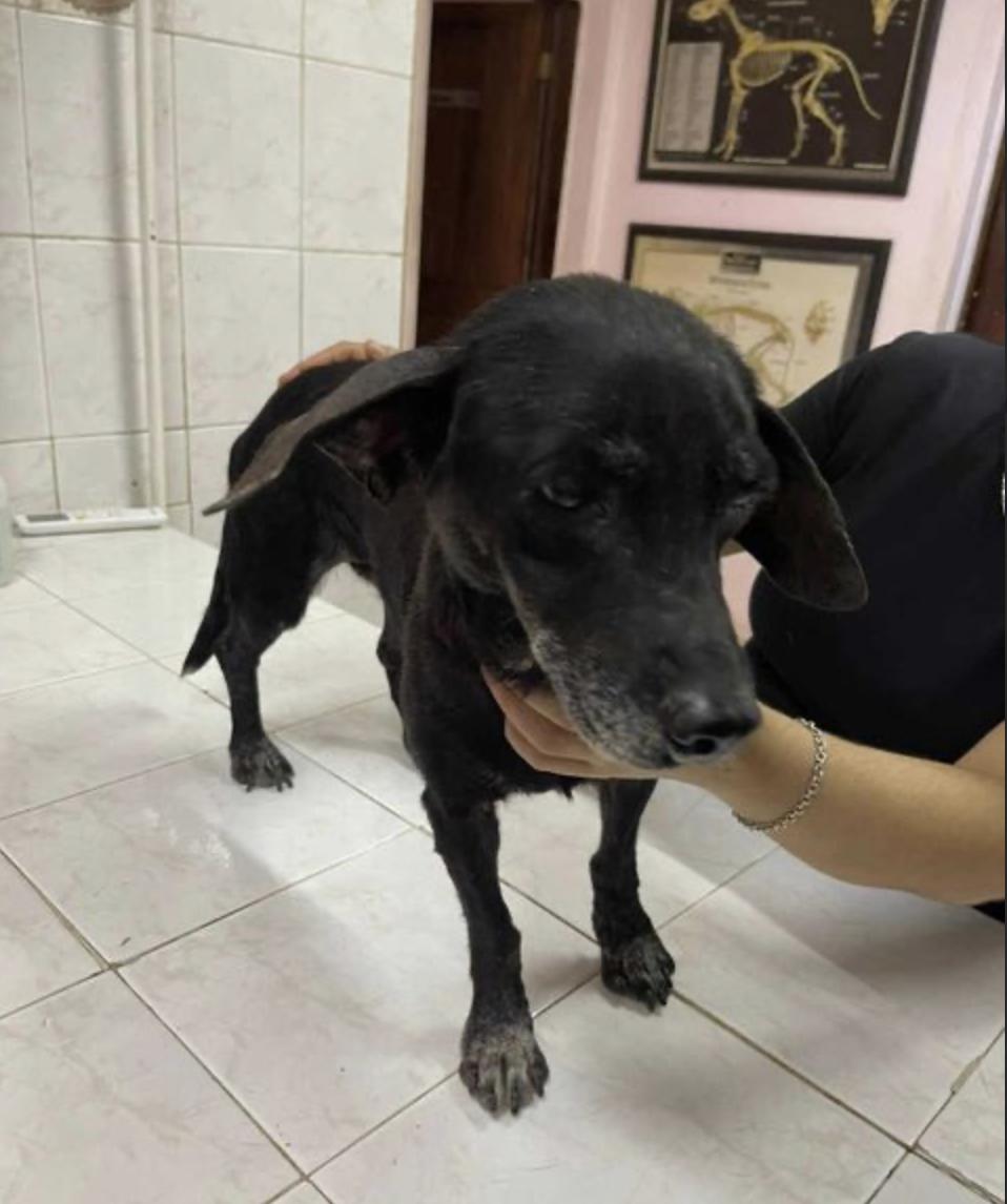 Cerys — thumbnail 2