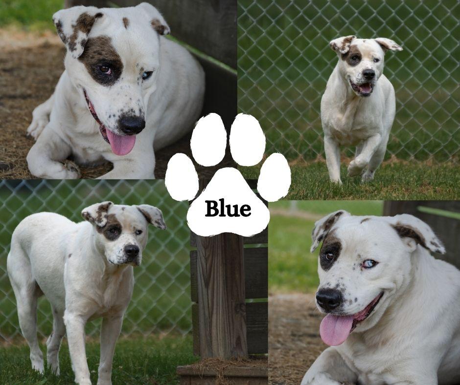 Blue, ADOPTABLE, Adult Male Pit Bull Terrier.