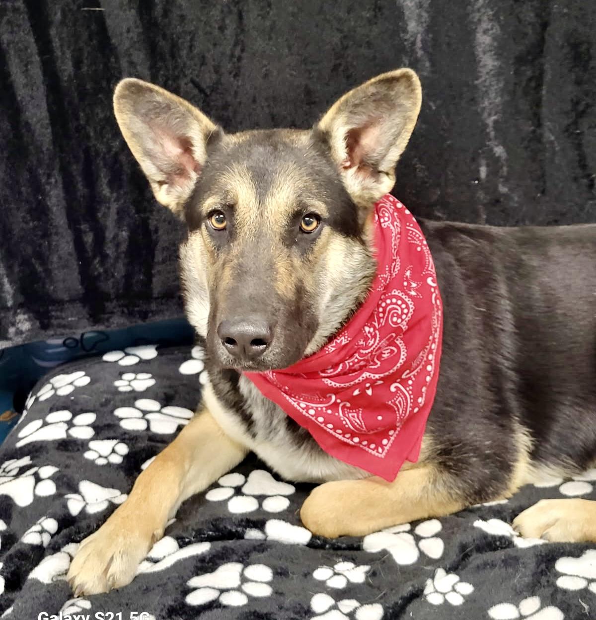 Enlarge Sunny, a Adoptable mixed breed in Leesburg, AL image 1/4