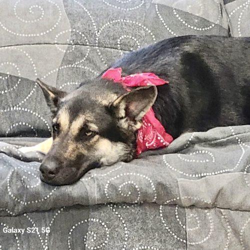 Enlarge Sunny, a Adoptable mixed breed in Leesburg, AL image 2/4