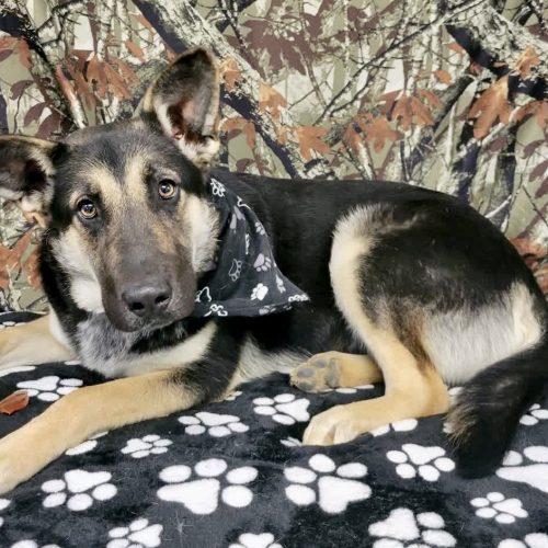 Enlarge Sunny, a Adoptable mixed breed in Leesburg, AL image 3/4