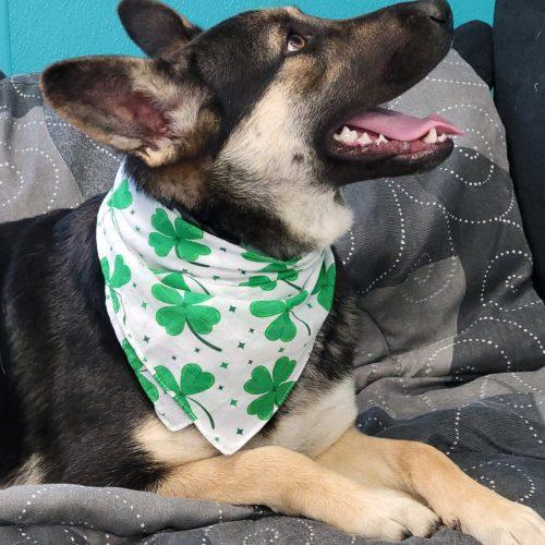 Enlarge Sunny, a Adoptable mixed breed in Leesburg, AL image 4/4