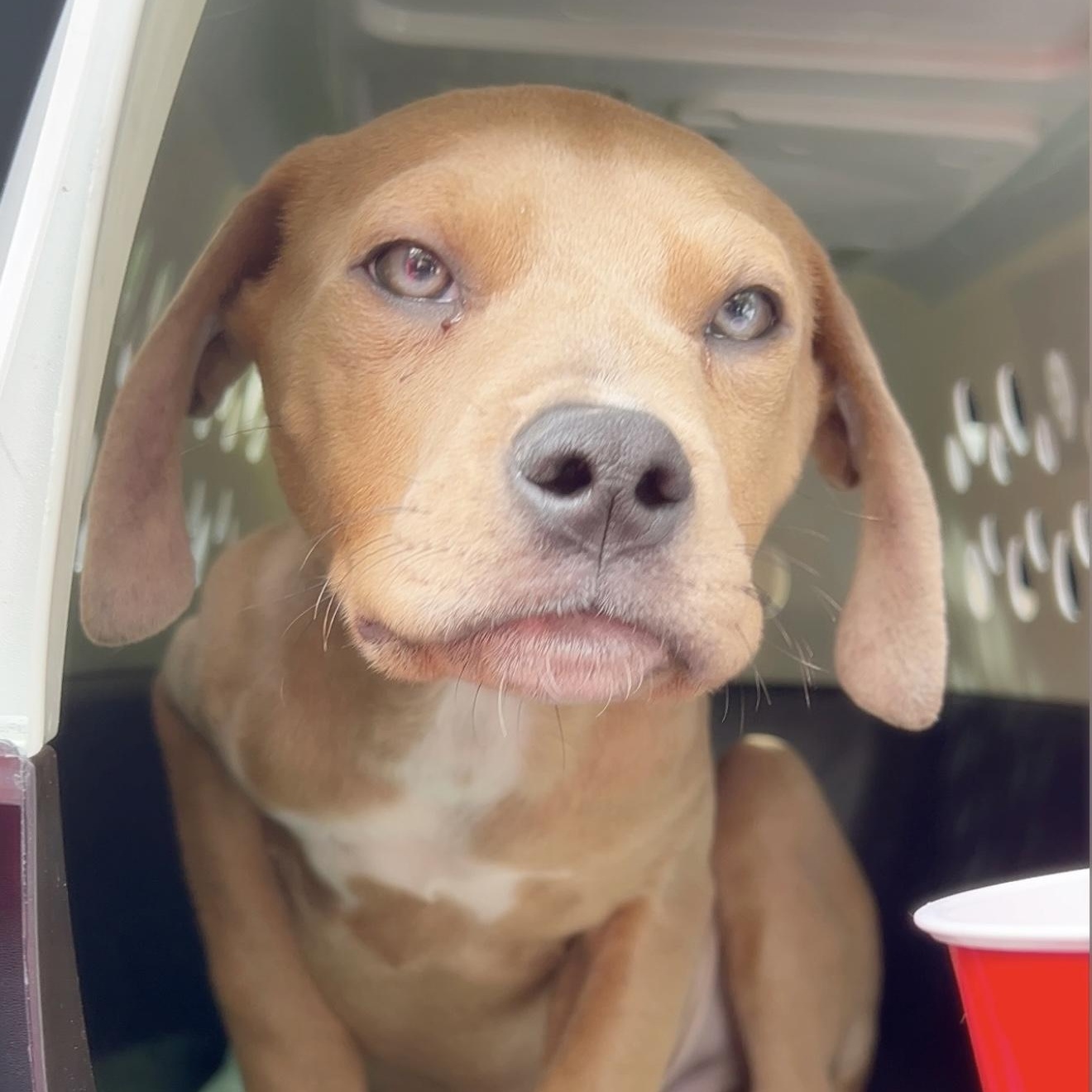 Enlarge Chief Bogo, a ADOPTABLE Mixed Breed in Yaphank, NY image 6/6