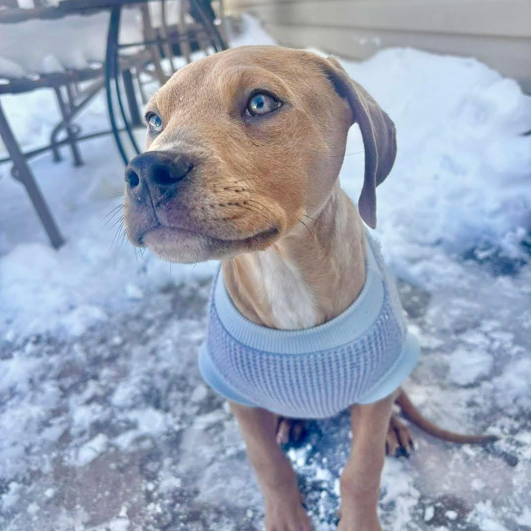 Chief Bogo, ADOPTABLE, Puppy Male Mixed Breed.