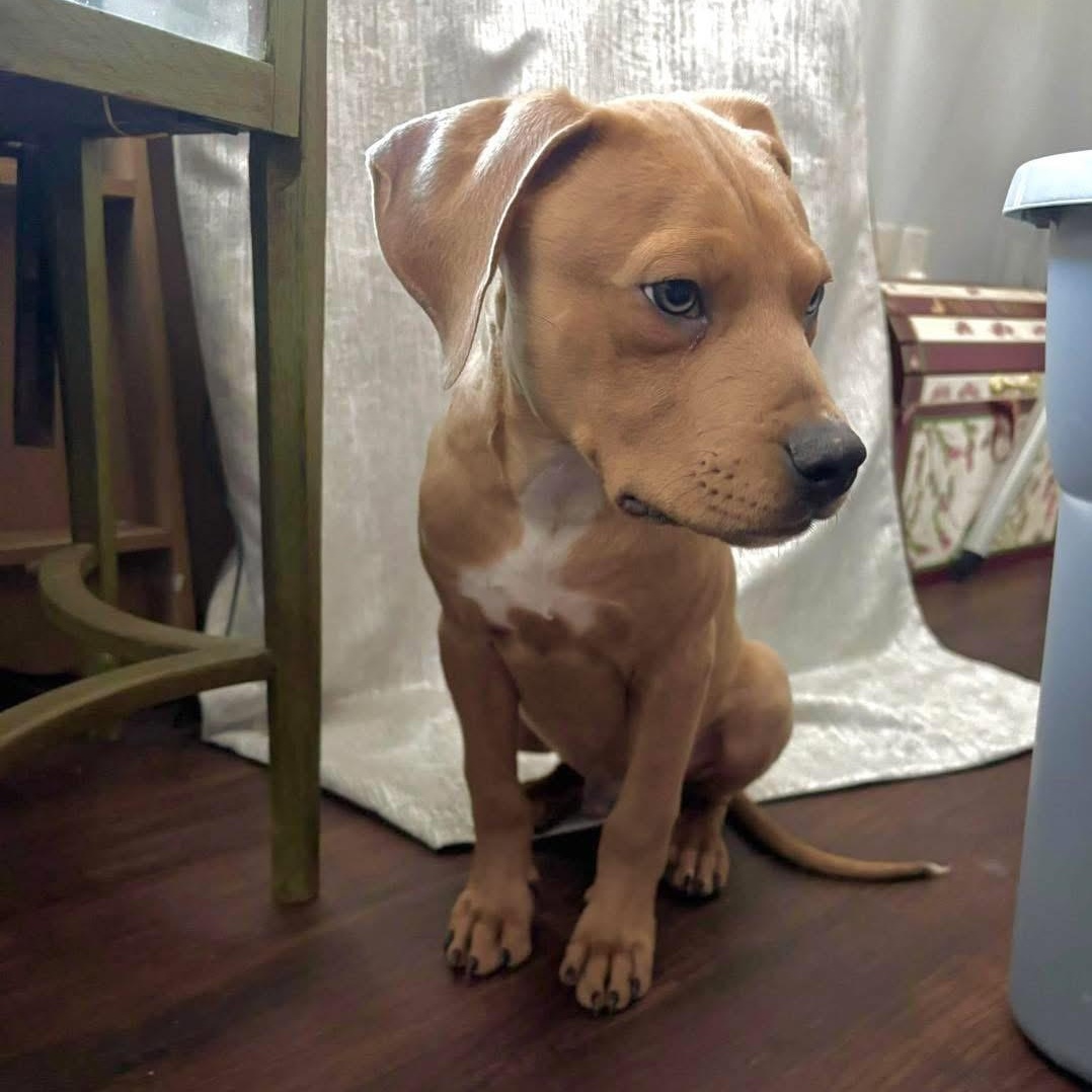 Enlarge Chief Bogo, a ADOPTABLE Mixed Breed in Yaphank, NY image 2/6