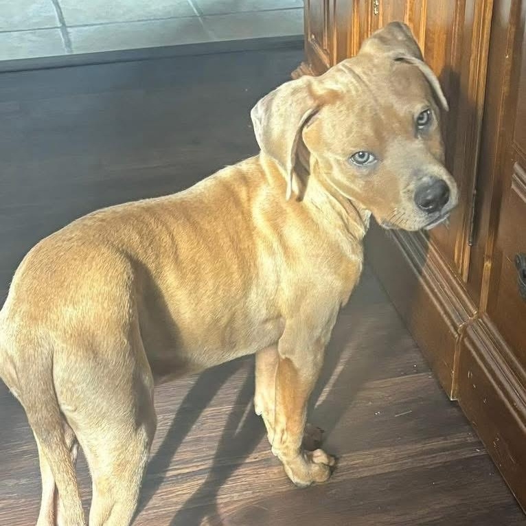 Enlarge Chief Bogo, a ADOPTABLE Mixed Breed in Yaphank, NY image 4/6