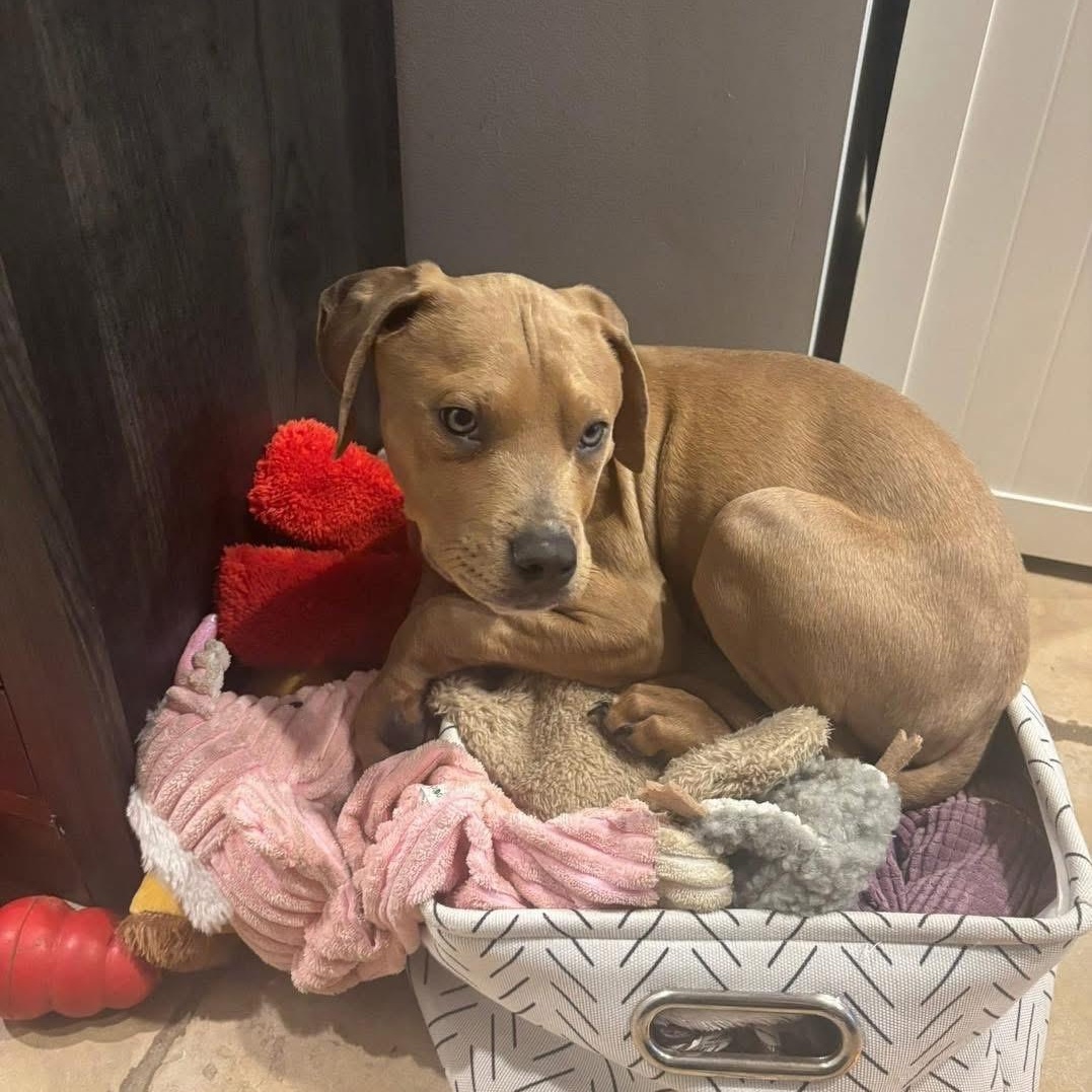 Enlarge Chief Bogo, a ADOPTABLE Mixed Breed in Yaphank, NY image 3/6