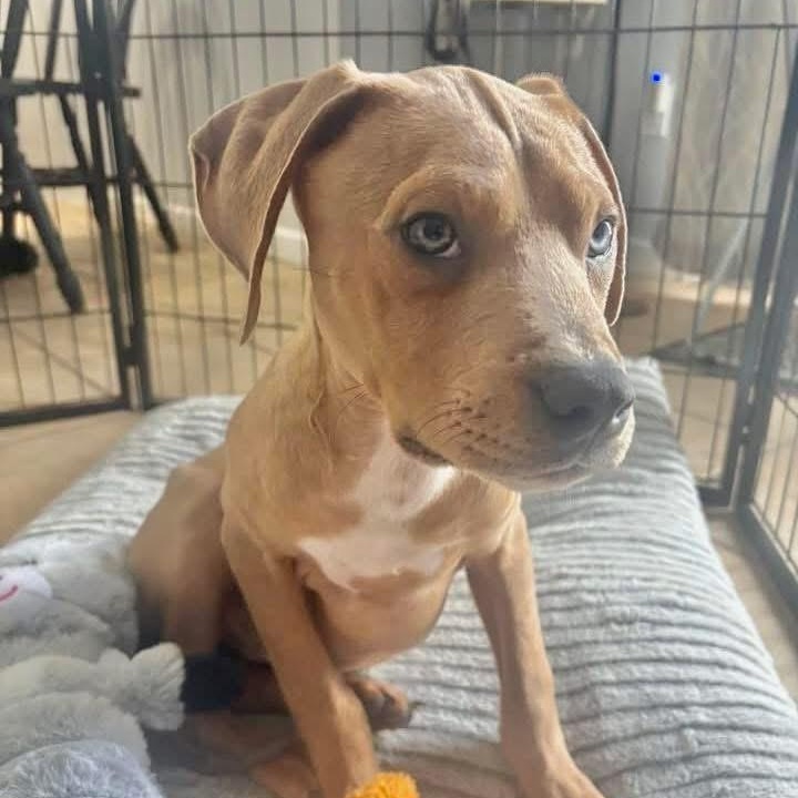 Enlarge Chief Bogo, a ADOPTABLE Mixed Breed in Yaphank, NY image 5/6