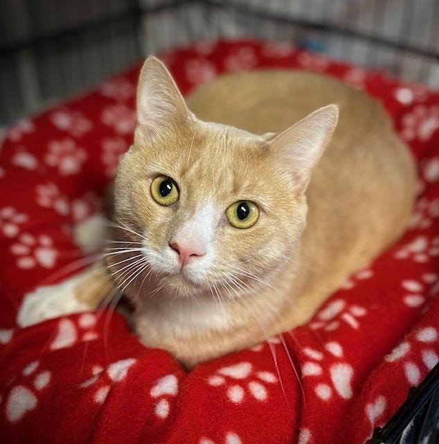 Buttersworth, Adoptable, Adult Male Domestic Short Hair.