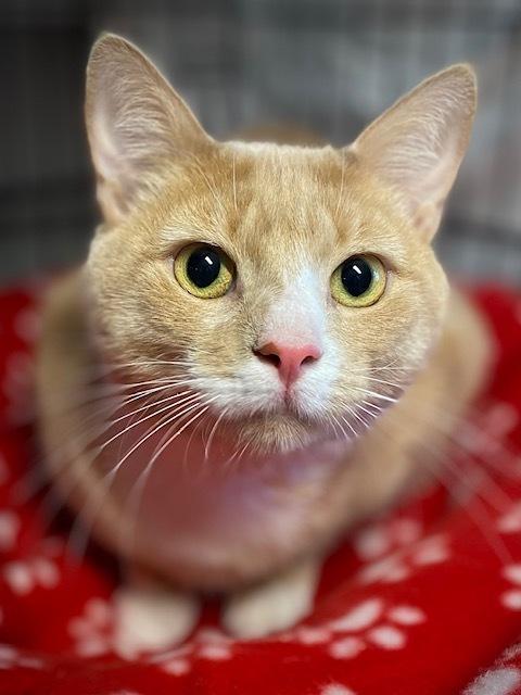 Enlarge Buttersworth, a Adoptable mixed breed in Duxbury, MA image 2/3